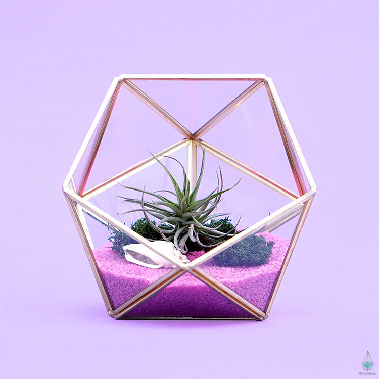 DIY Air Plant Terrarium Kit - Demi