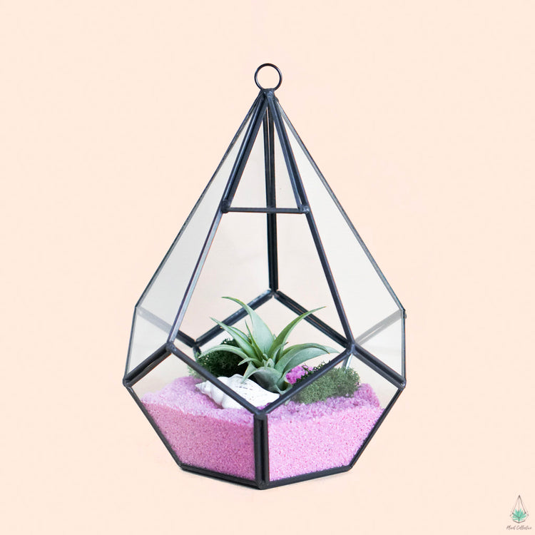 DIY Air Plant Terrarium - Diamond