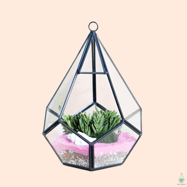 DIY Succulent Terrarium Kit - Diamond