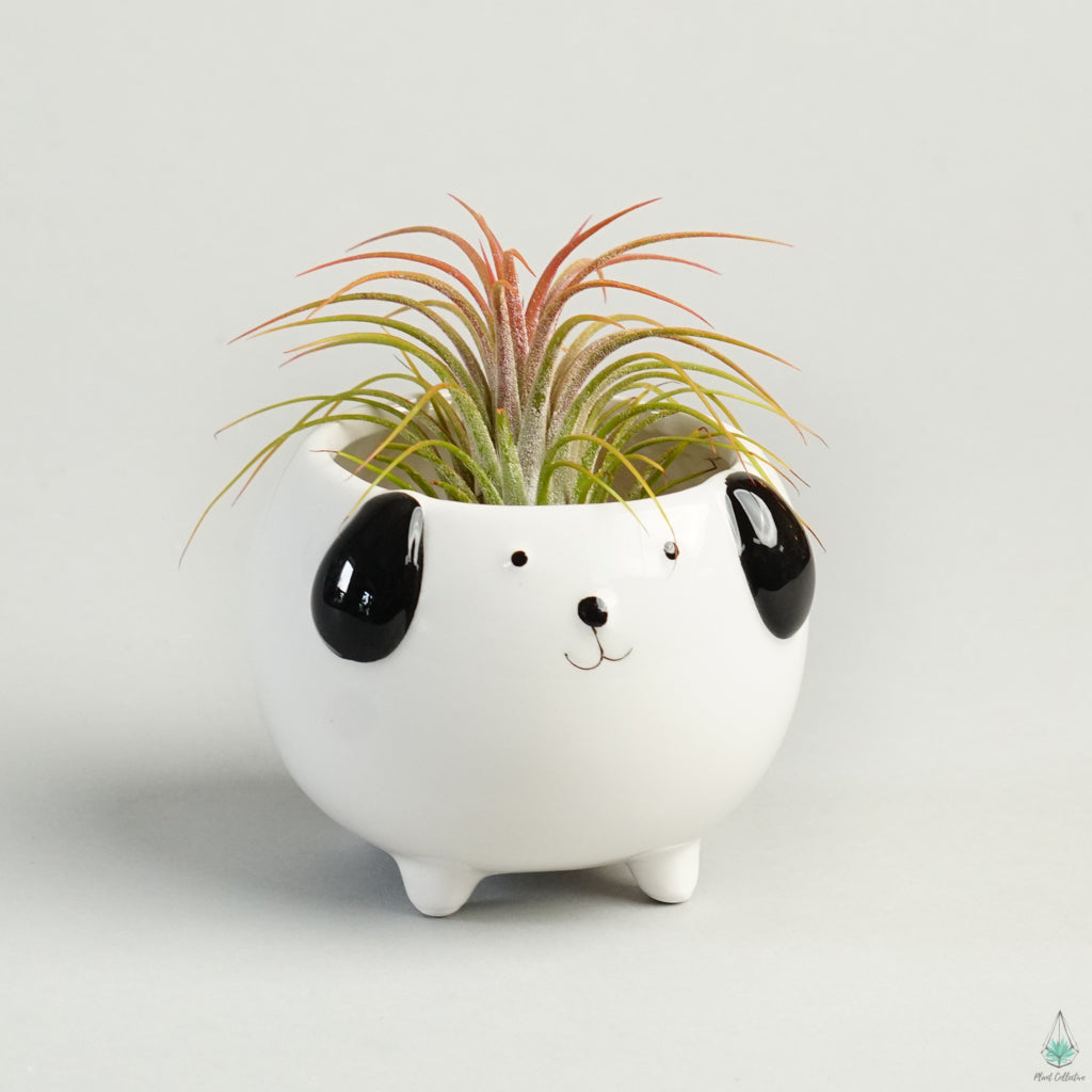Dog Planter