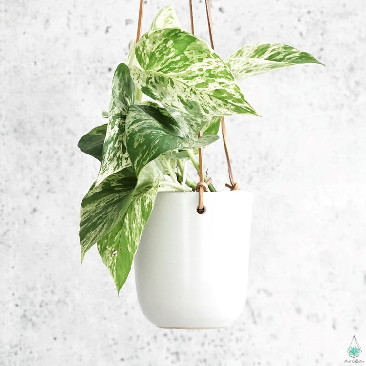 Doni Hanging Planter