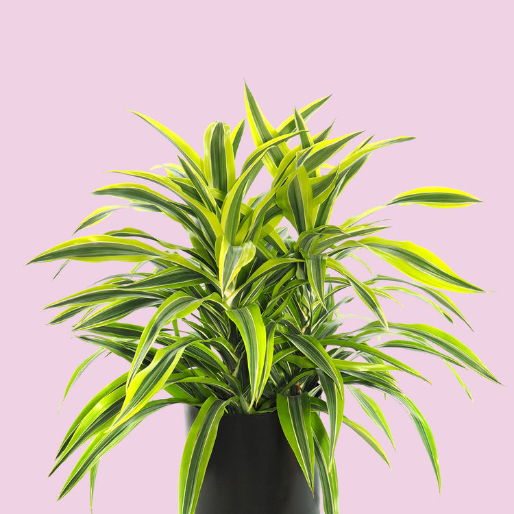 Dracaena 'Warneckii Lemon Lime'