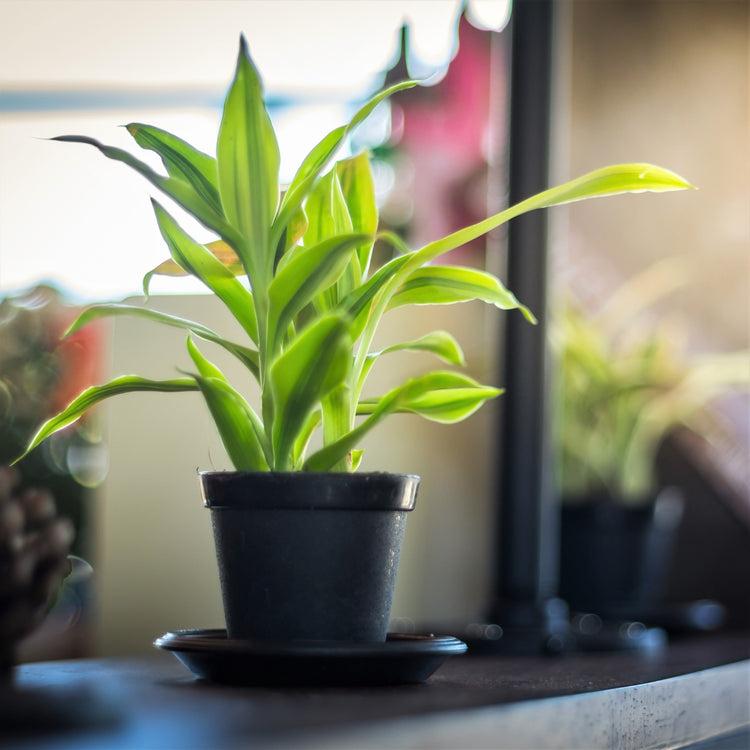 Dracaena 'Warneckii Lemon Lime'