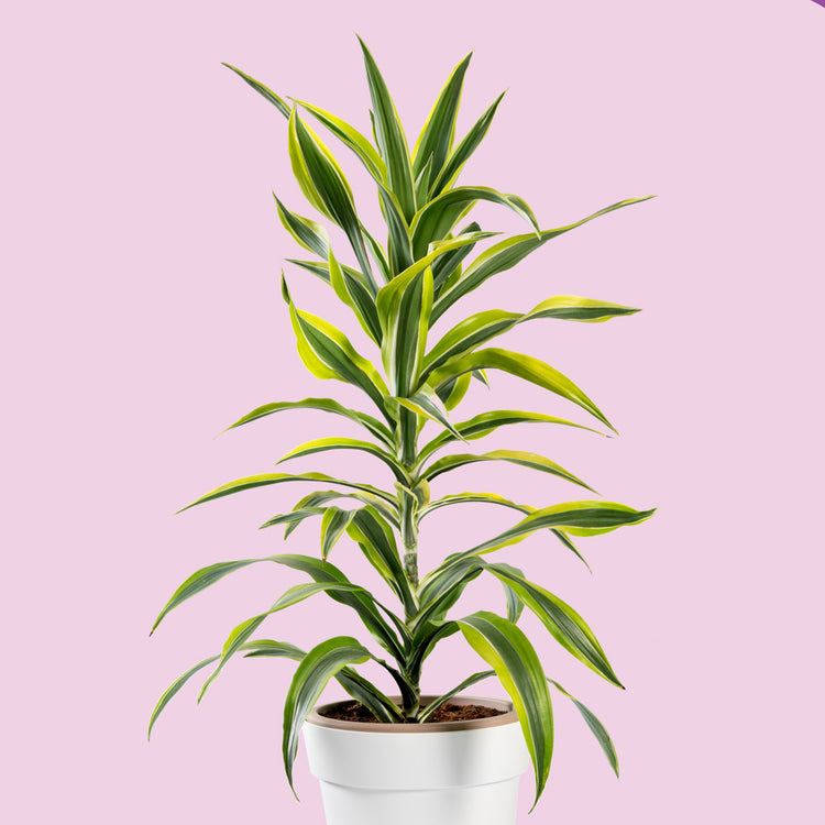 Dracaena 'Warneckii Lemon Lime'