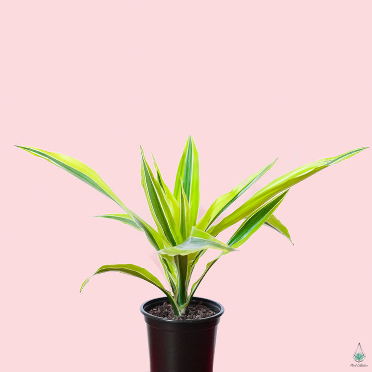 Dracaena 'Warneckii Lemon Lime'