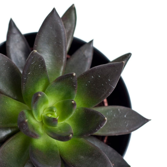 black knight black prince succulent Echeveria Black Knight