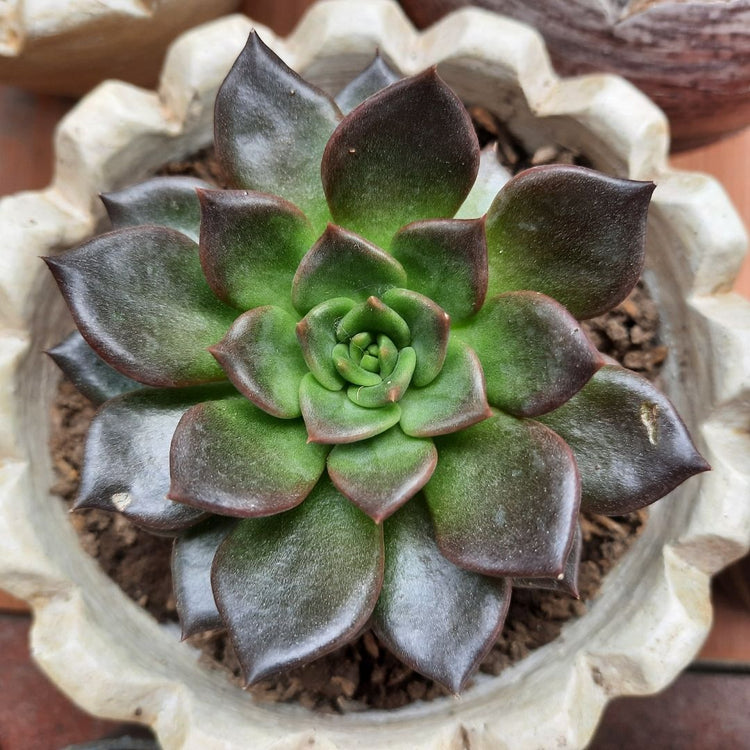 Echeveria Black Prince