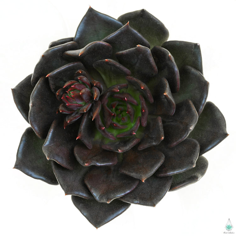 Echeveria Black Prince - Plant Collective