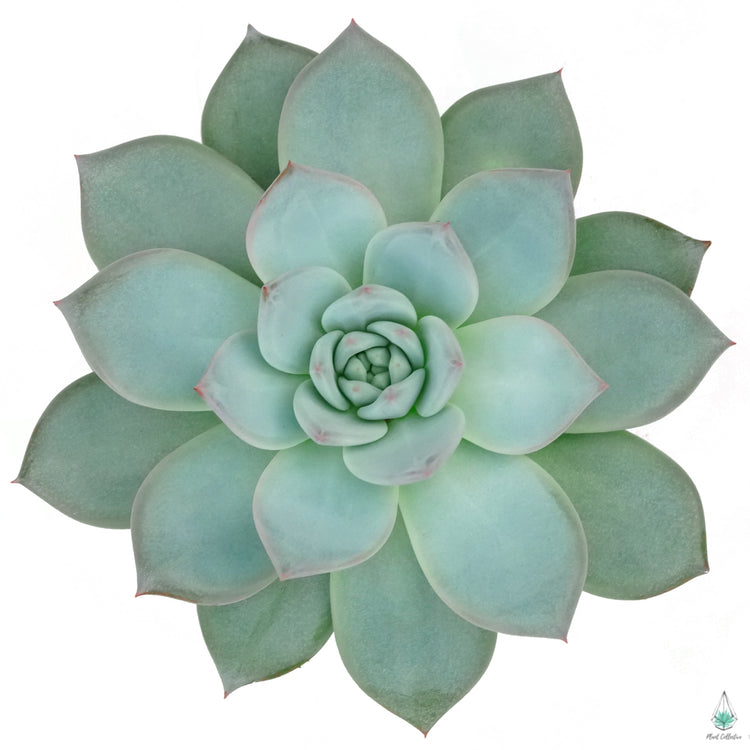 Echeveria Blue Bird