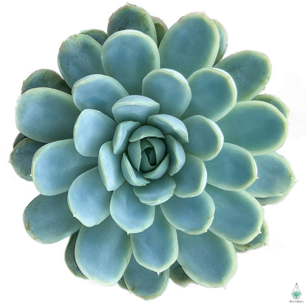 elegans succulent Echeveria Elegans