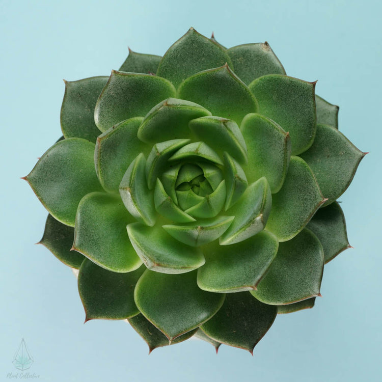 Echeveria Fabiola - Plant Collective