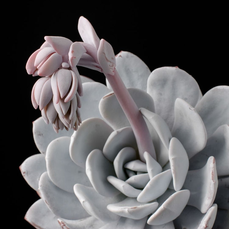 Echeveria Laui