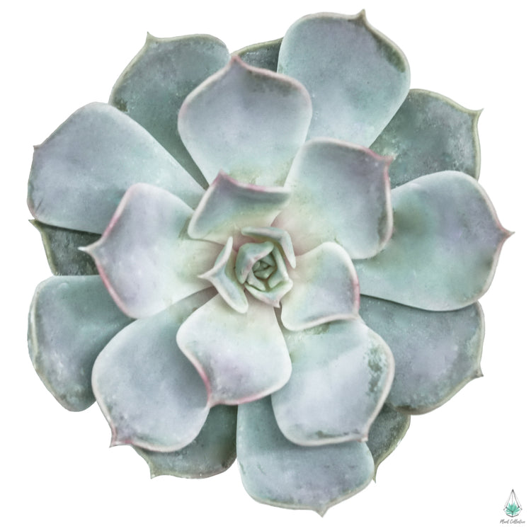 Echeveria Lila Cina