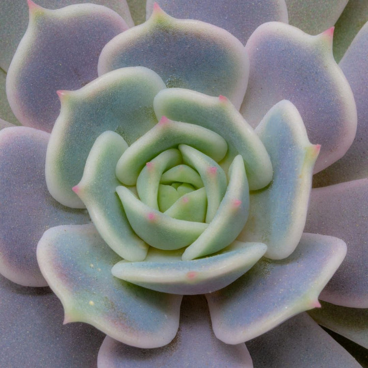 Echeveria Lola