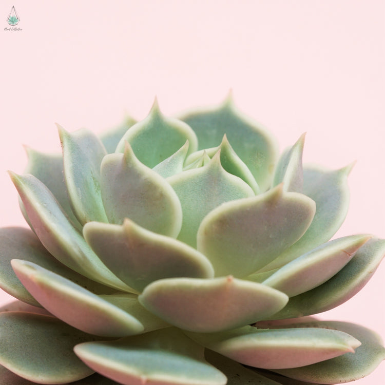 Echeveria Lola - Plant Collective