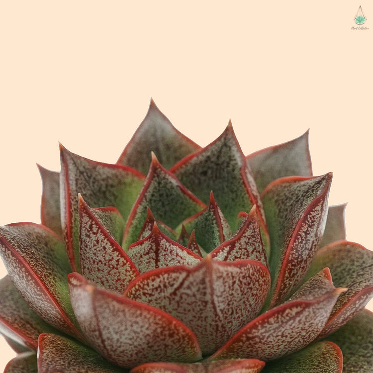 Echeveria Purpusorum - Plant Collective