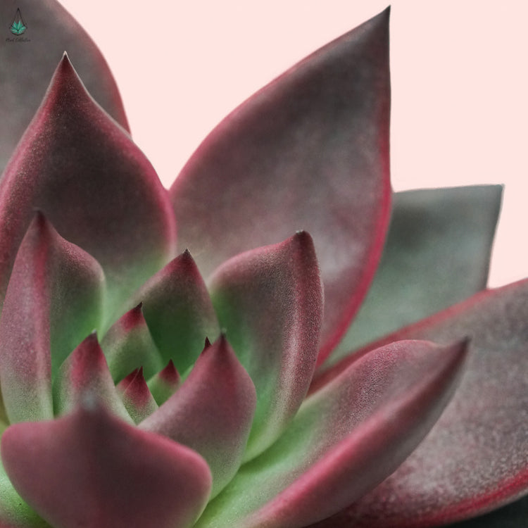 Echeveria Taurus