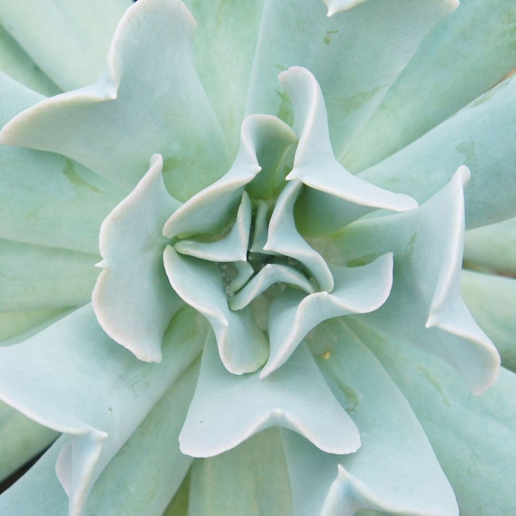 Echeveria Topsy Turvy