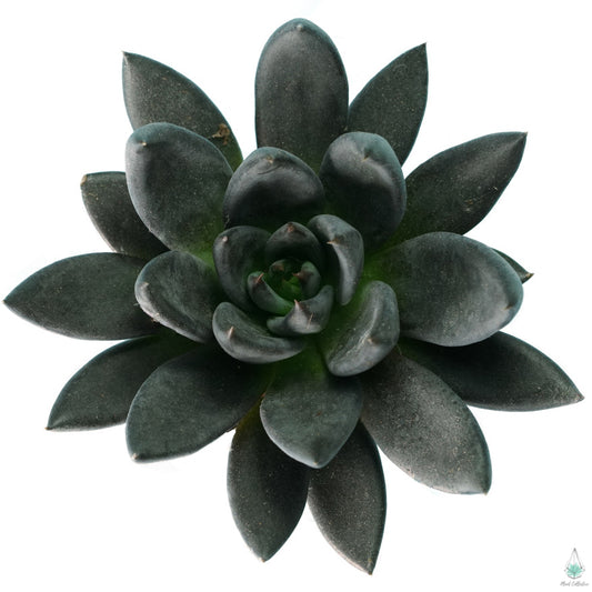 Echeveria Black Knight - Plant Collective
