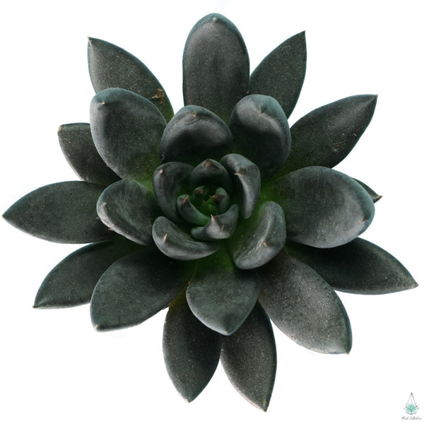 Echeveria Black Knight
