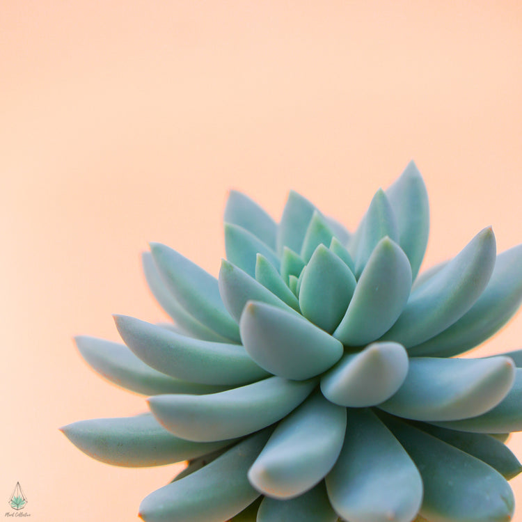 Echeveria Estrella