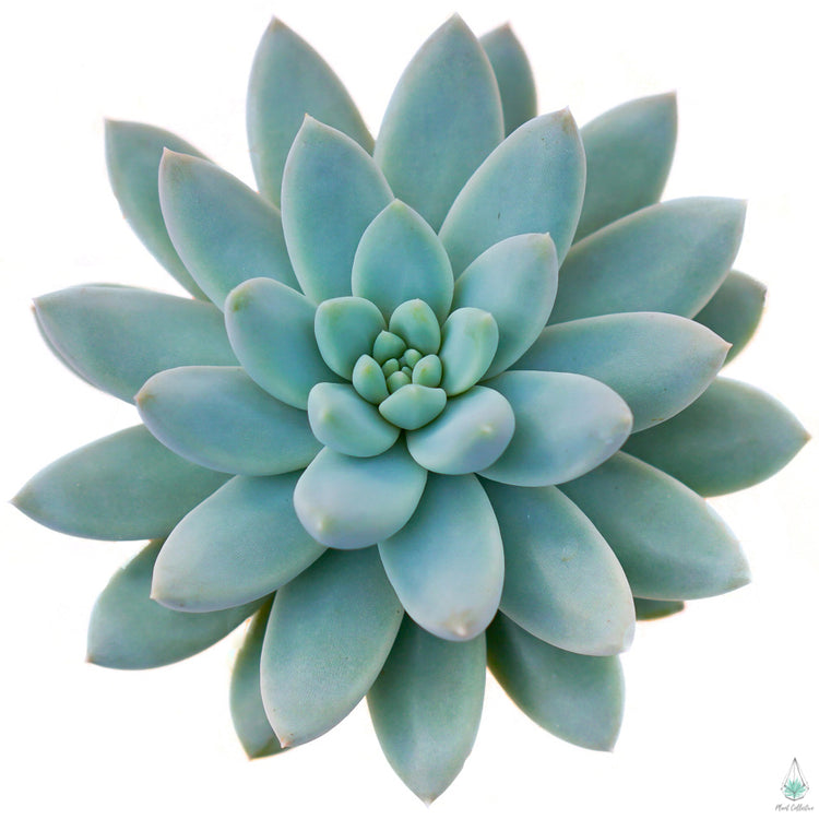 Echeveria Estrella