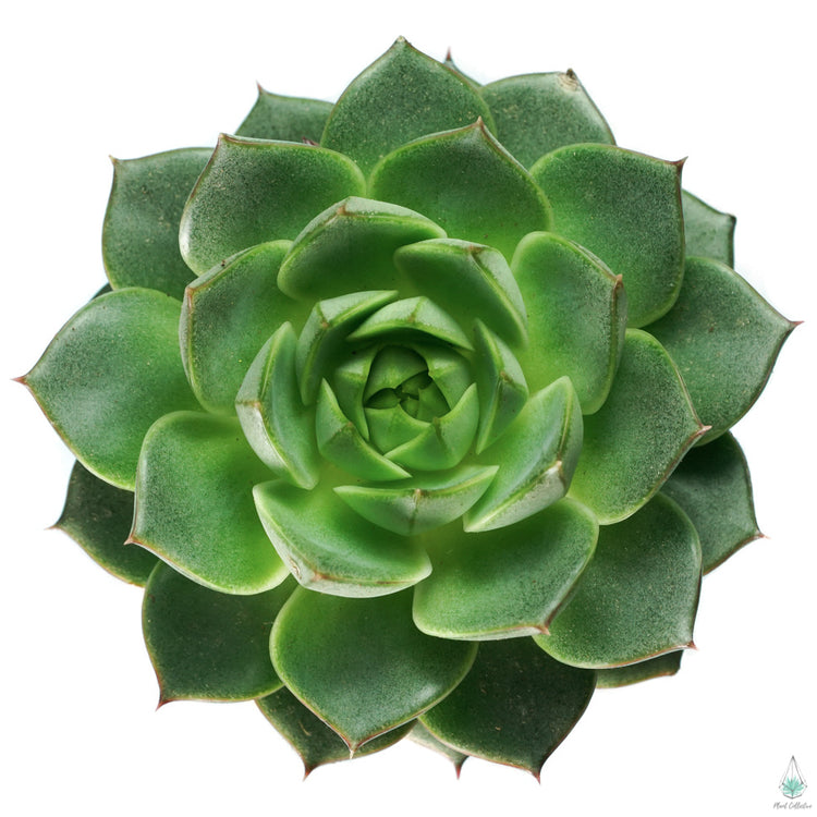 Echeveria Fabiola - Plant Collective