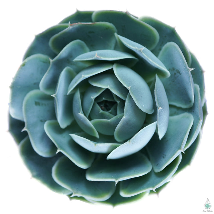 Echeveria Laguna