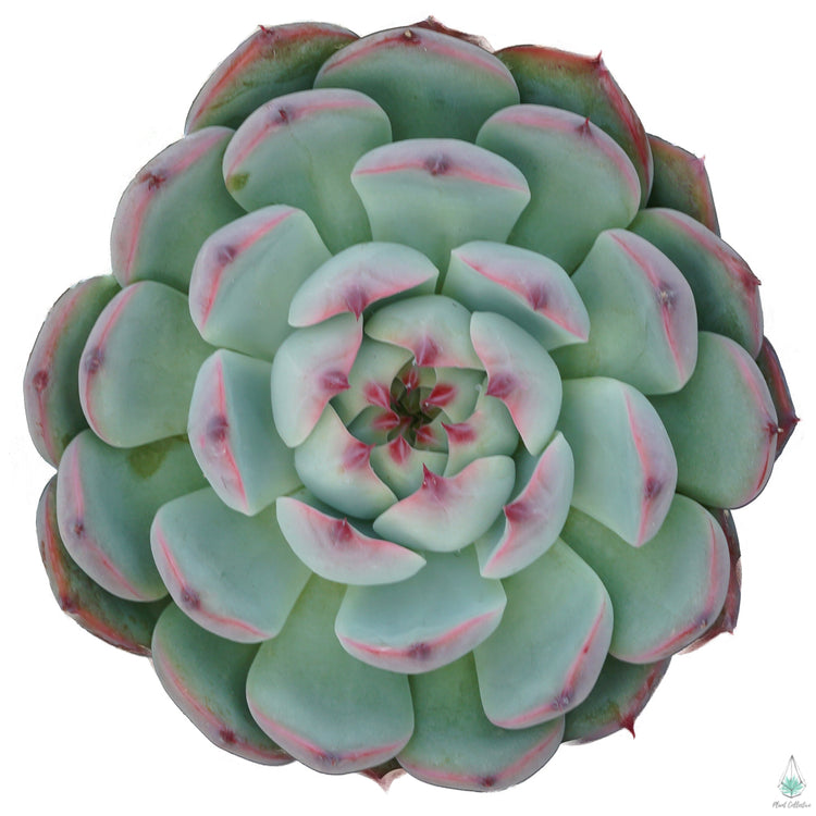 Echeveria Parva - Plant Collective