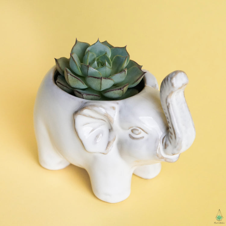 Elephant Pot