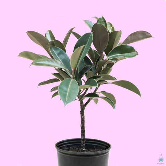 Rubber Plant (Ficus Elastica) - Plant Collective