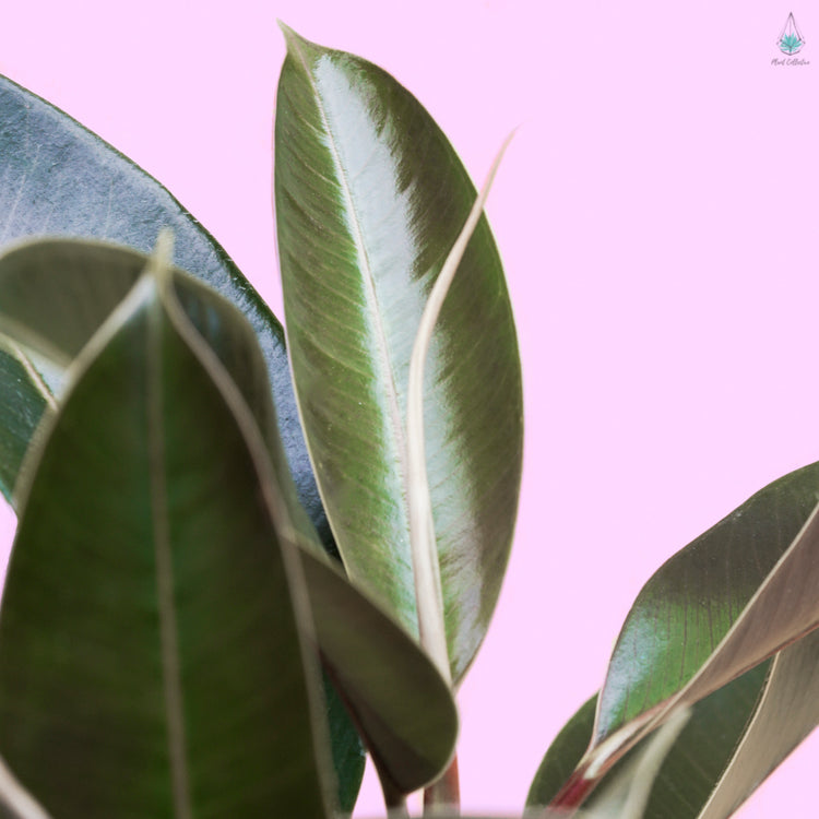 Rubber Plant (Ficus Elastica) - Plant Collective