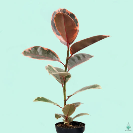 Ficus Elastica "Ruby"