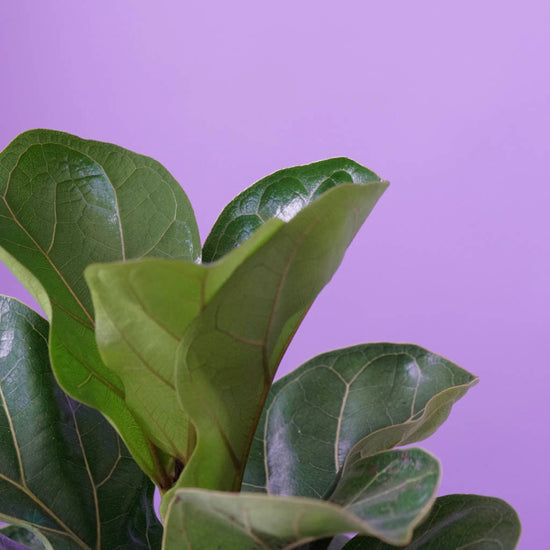 Fiddle Leaf Fig (Tree Form) - Plant Collective