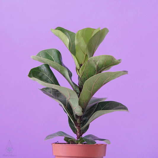 Fiddle Leaf Fig - By Plant Collective | Indoor House Plants, Succulents, Air Plants & Terrariums - Toronto Canada