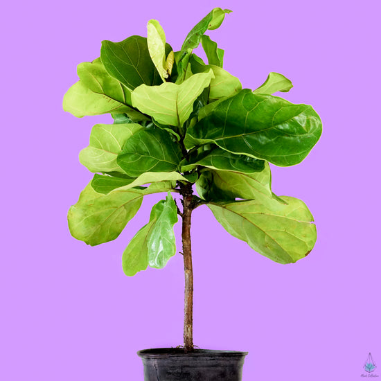 Fiddle Leaf Fig (Tree Form) - Plant Collective