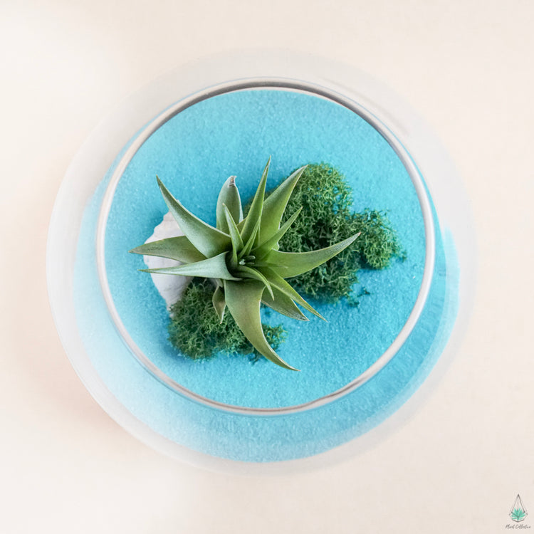 DIY Airplant Terrarium Kit - Fishbowl - Plant Collective