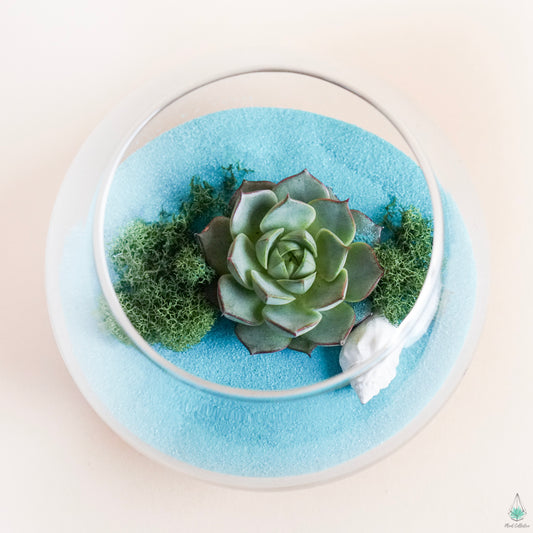 DIY Succulent Terrarium Kit - Fishbowl - Plant Collective