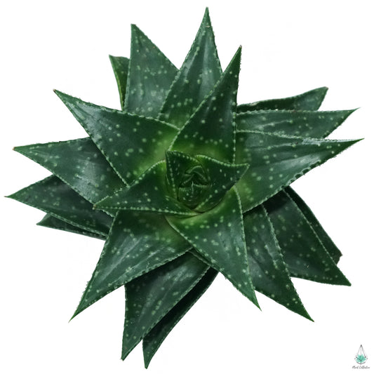 Gasteraloe Green Star