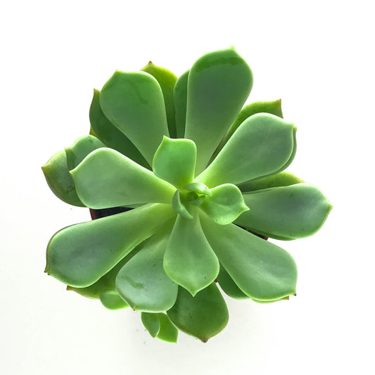Graptoveria Moonglow - Plant Collective