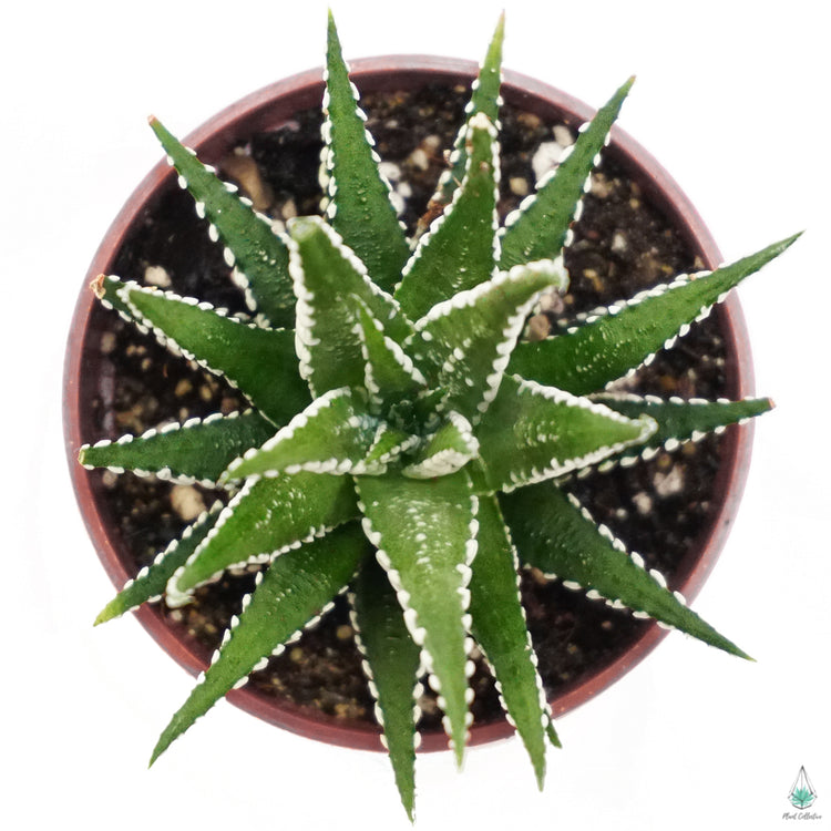 Haworthia "Big Band" - Plant Collective