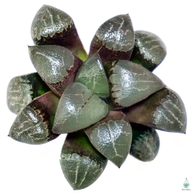 Haworthia Comptoniana