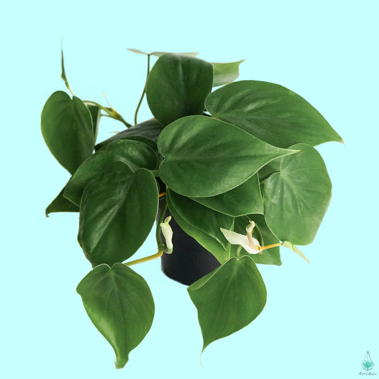 Assorted Philodendron