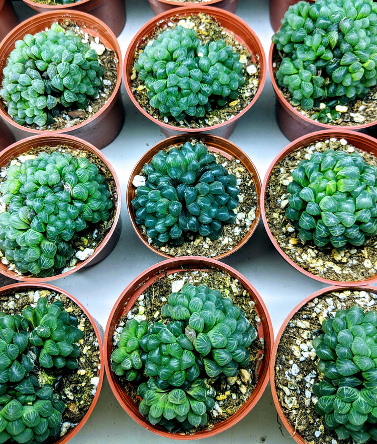 Haworthia Pilifera - Plant Collective