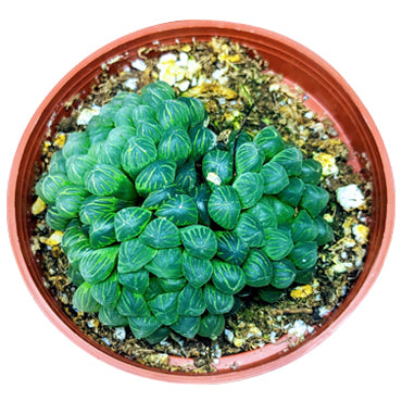 Haworthia Pilifera - Plant Collective