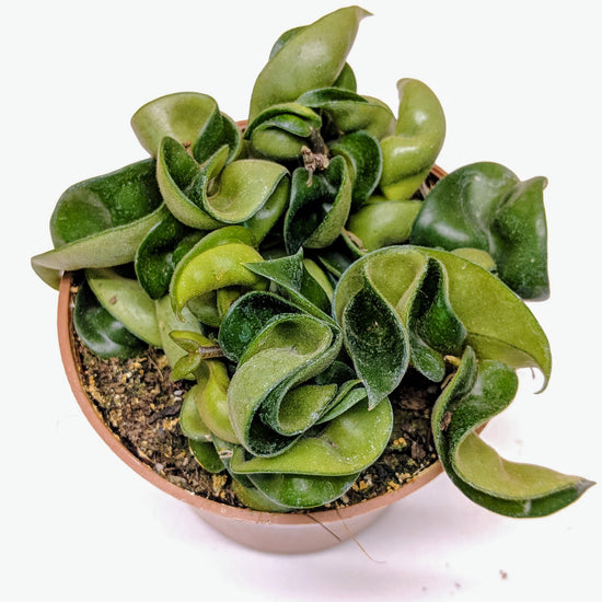 indian rope succulent Hindu Rope (Hoya Compacta)