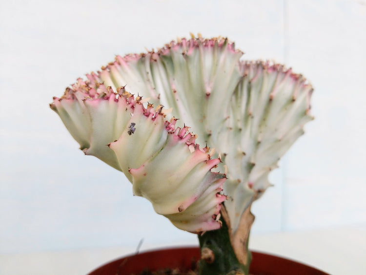 Coral Cactus (Euphorbia) - Plant Collective