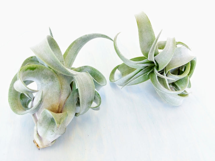 Tillandsia Streptophylla (King Size Air Plants) - Plant Collective