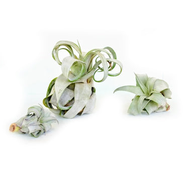 Tillandsia Streptophylla (King Size Air Plants) - Plant Collective