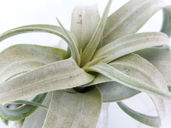 Tillandsia Streptophylla (King Size Air Plants) - Plant Collective